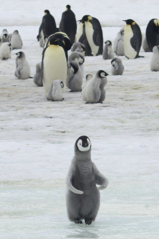 Pingüinos